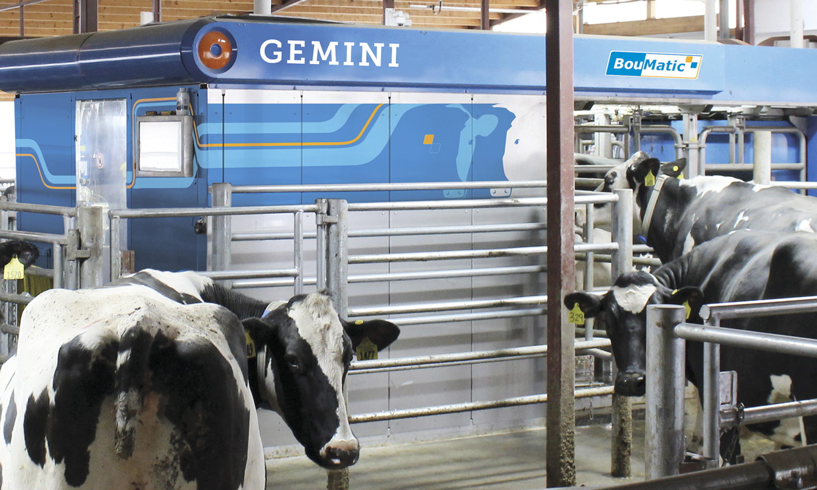 GEMINI fejőrobot az istállóban