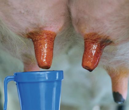 Udder Dip jódos előfürösztő