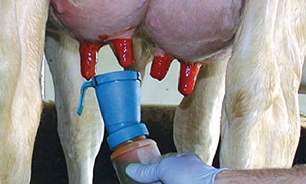 Udder Star jódos utófürösztő